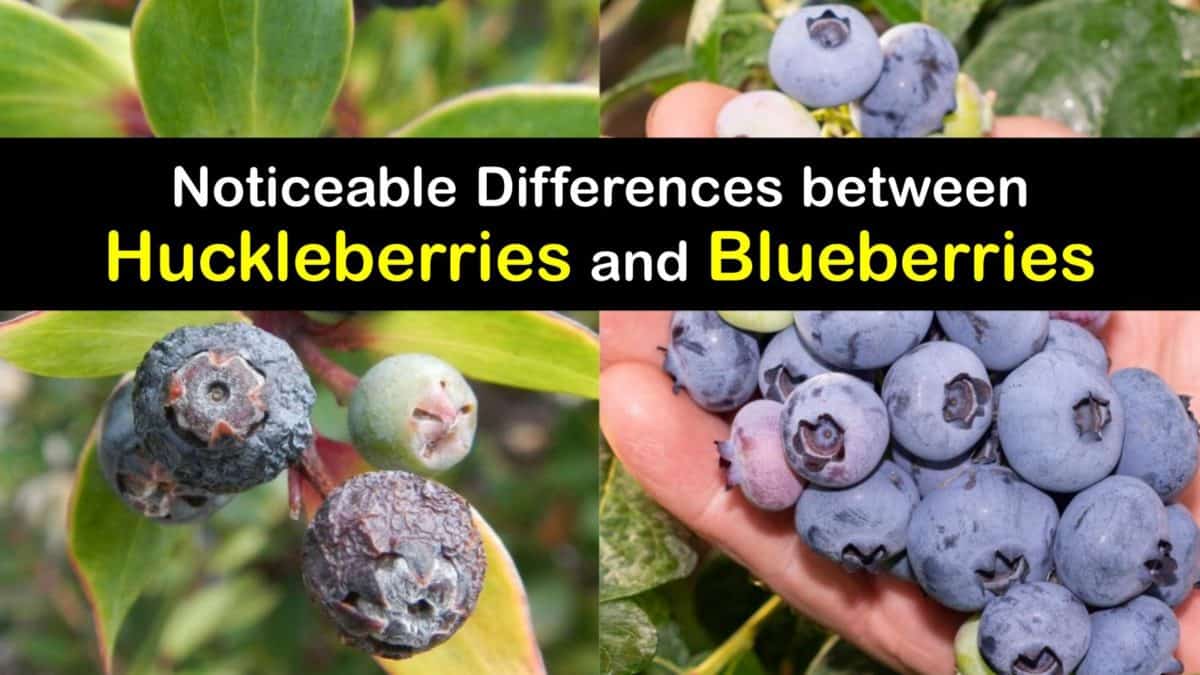 Blueberry vs Huckleberry Compare the Berries