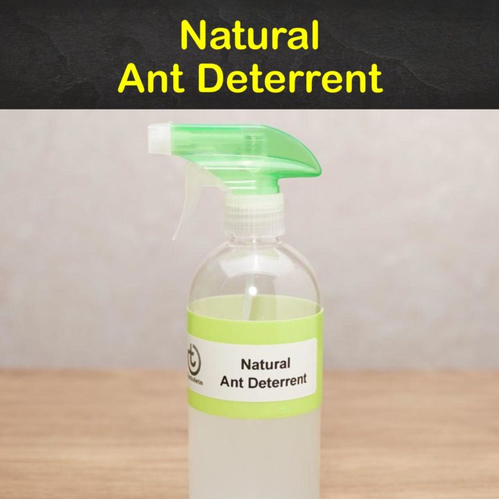 Natural Ant Deterrent