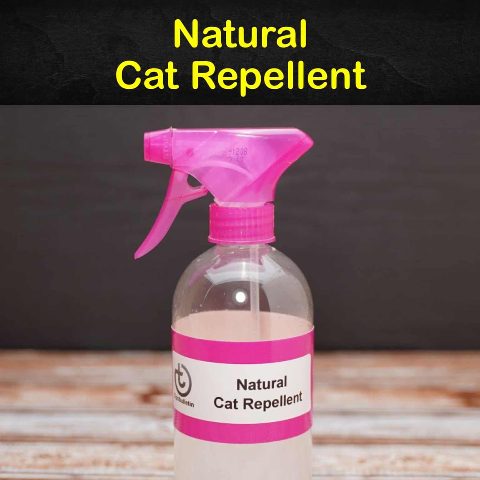 Keeping Cats Away 12 Natural Cat Repellent Tips and Recipes