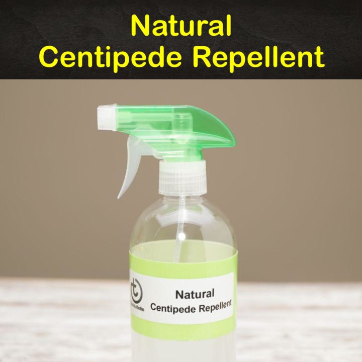 Natural Centipede Repellent
