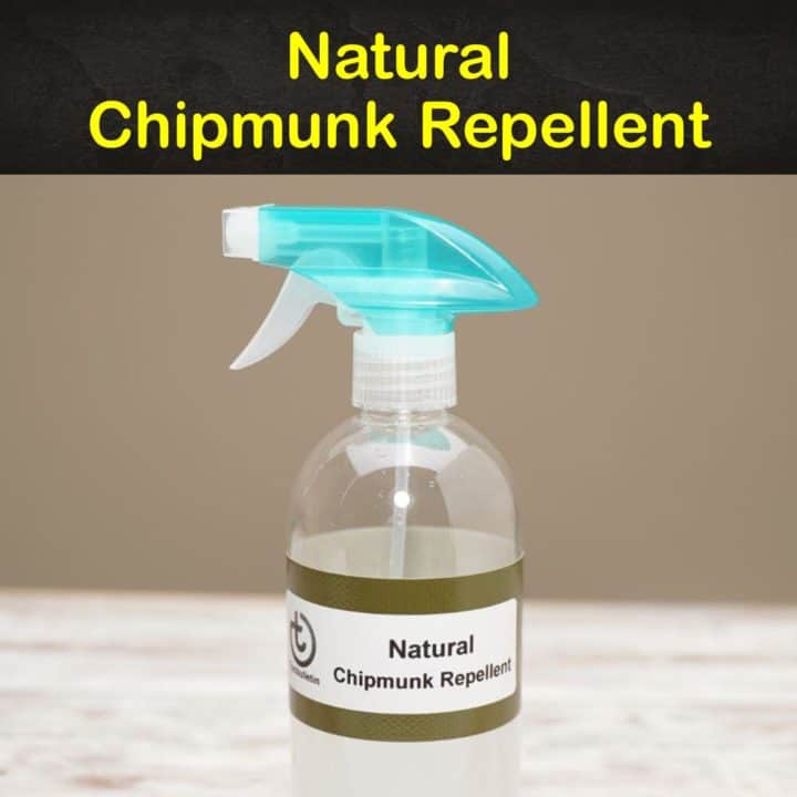 Natural Chipmunk Repellent | Recipe Cart