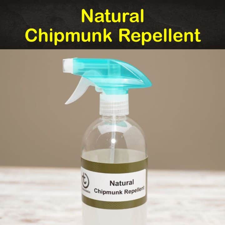 Natural Chipmunk Repellent