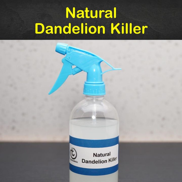 Natural Dandelion Killer