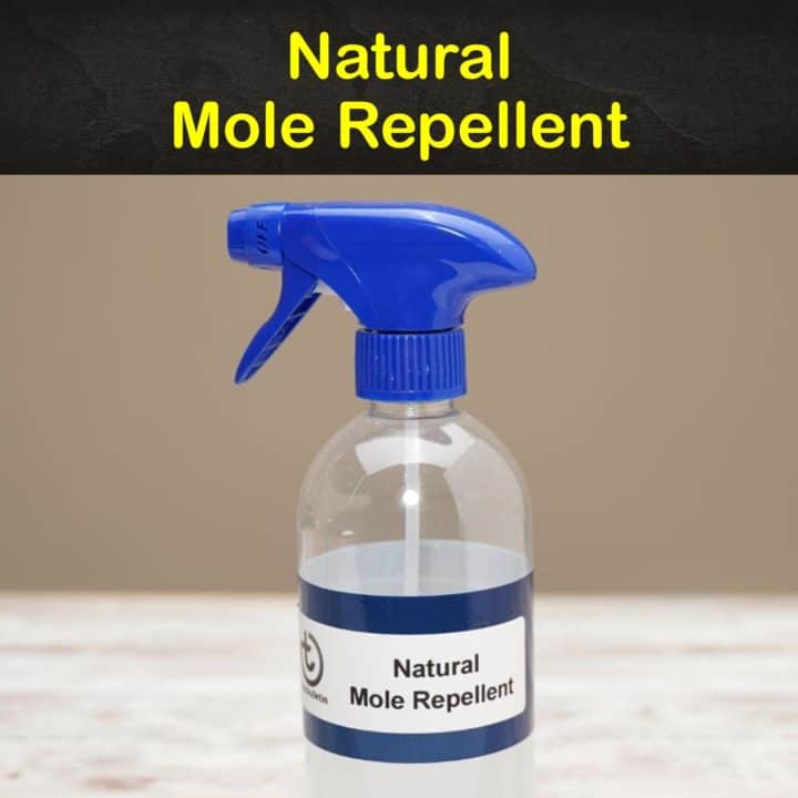 Natural Mole Repellent