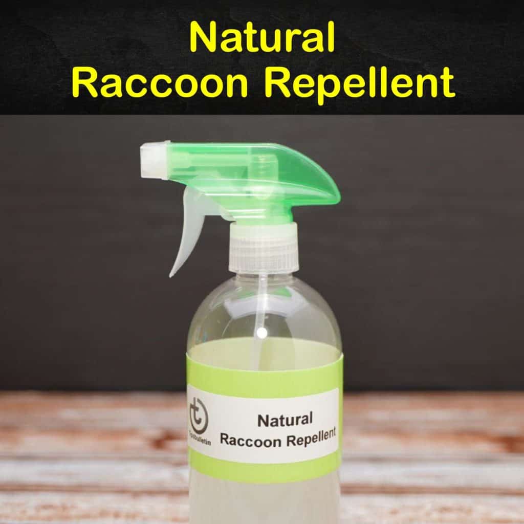 11 Smart & Simple DIY Raccoon Repellent Solutions