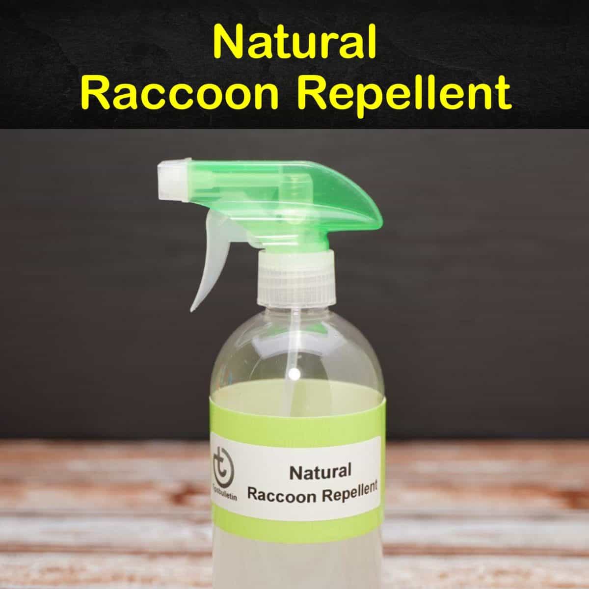 11 Smart & Simple DIY Raccoon Repellent Solutions