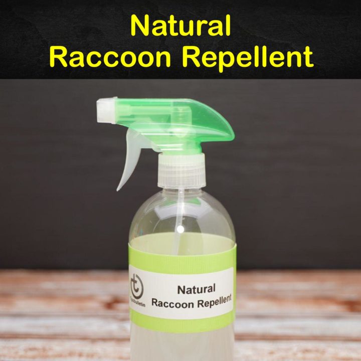 Natural Raccoon Repellent