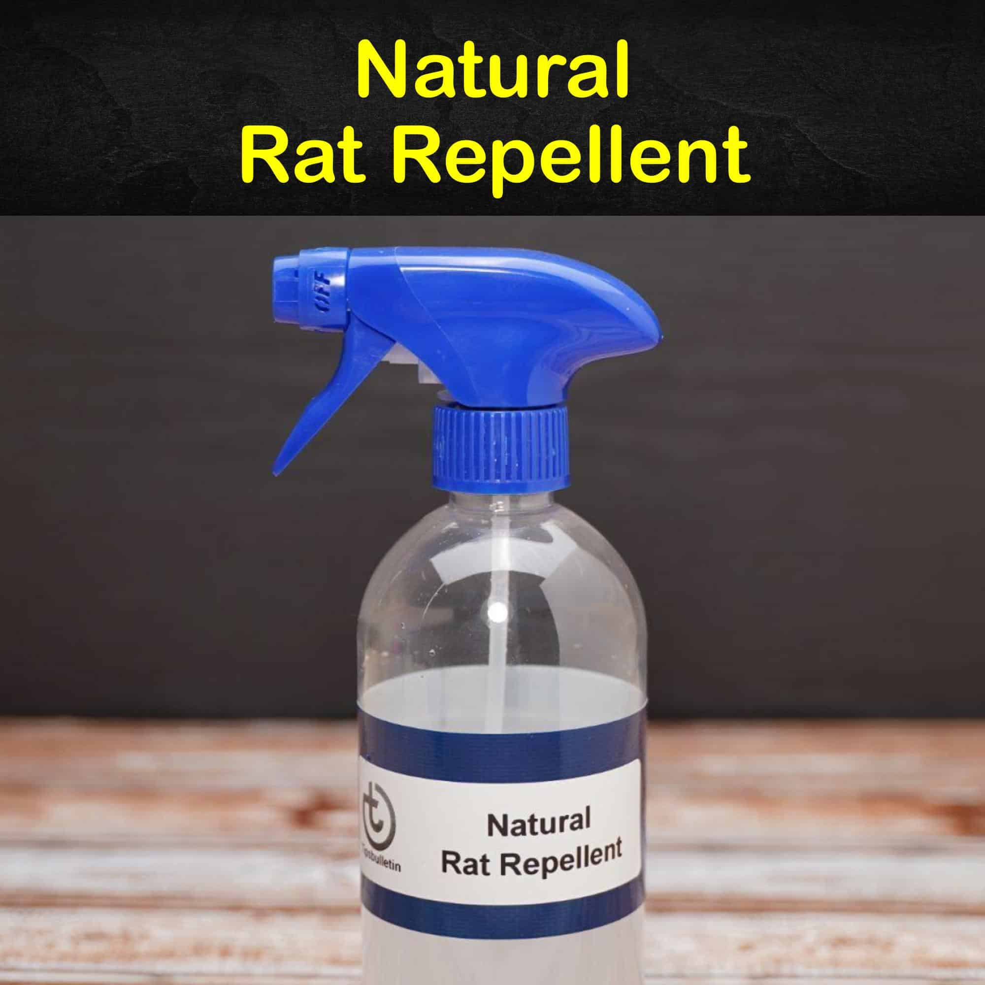 Keeping Rats Away 7 Natural Rat Repellent Tips and Recipes