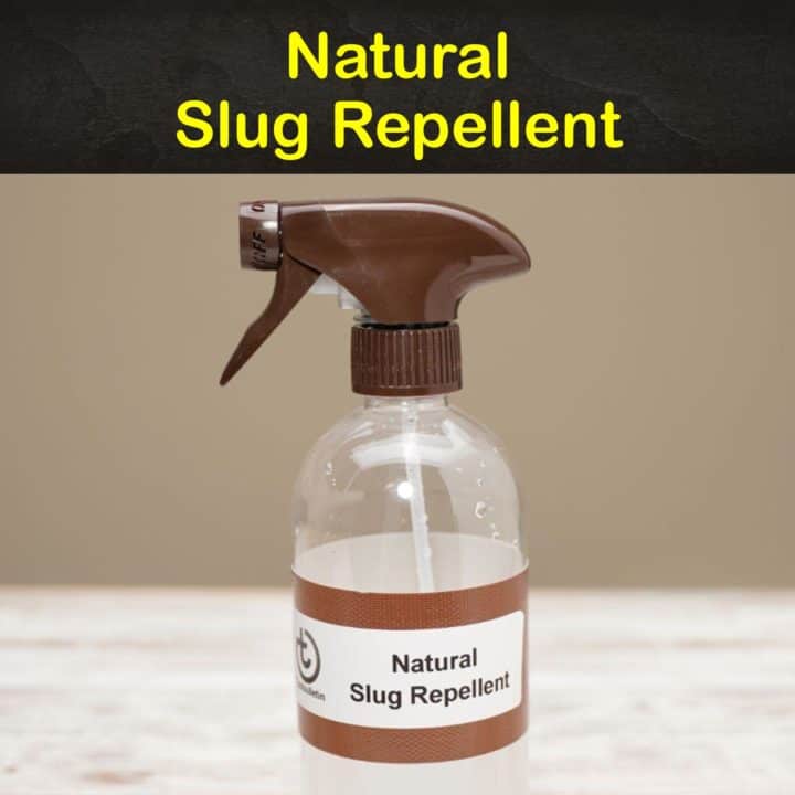 Natural Slug Repellent