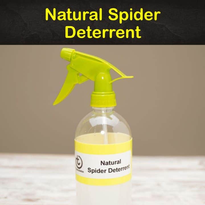 Natural Spider Deterrent