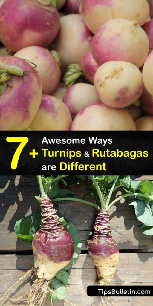 Discover the difference between turnips, or Brassica rapa, and rutabaga, or Brassica napobrassica. Other names for rutabaga include Swede, yellow turnip, and neeps. These root veggies are rich in nutrients like vitamin C and potassium. #rutabaga #turnip