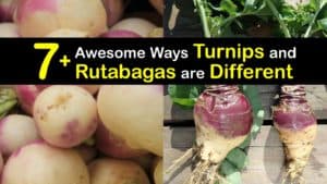 Rutabaga vs Turnip titleimg1