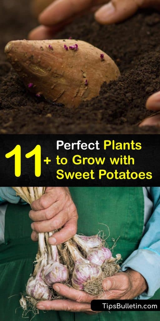 Discover why companion planting sweet potato vine with other full sun plants like legumes, marigolds, oregano, parsnips, and summer savory helps your harvest. Interplanting helps with pest control and biodiversity. #companion #planting #sweet #potatoes