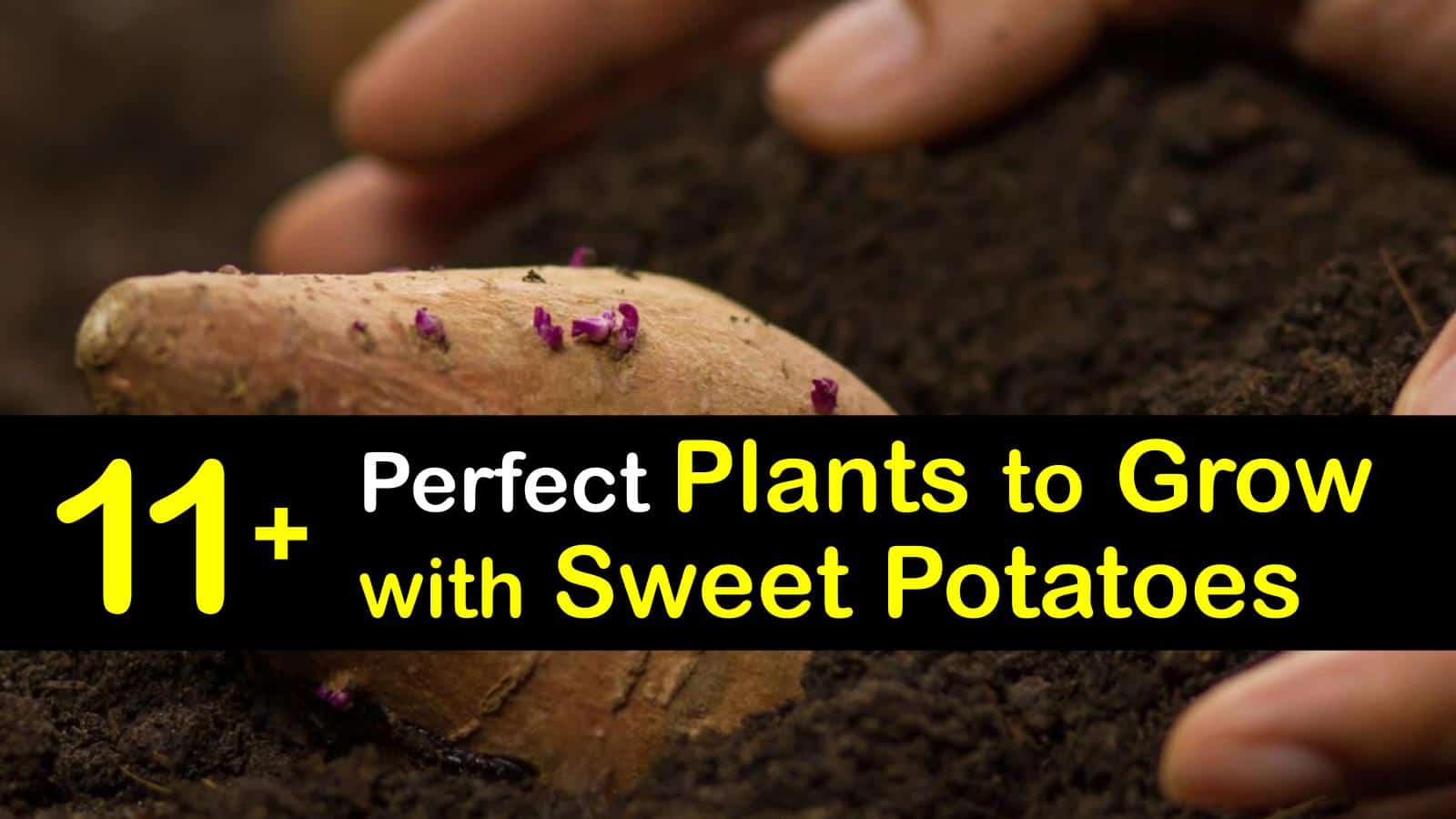 Sweet Potato Plant Companions What Grows Well with Sweet Potatoes