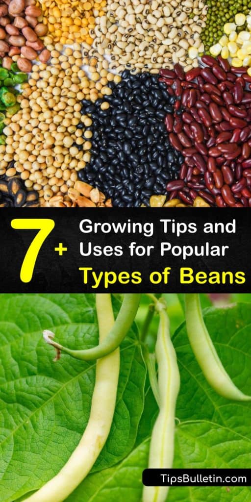 Learn about the different types of beans, from pinto beans and fava beans to red beans, to make everything from hummus to refried beans. We discuss which ones are the most popular, their flavor and texture, and how to grow them in your own garden. #varieties #beans #growing