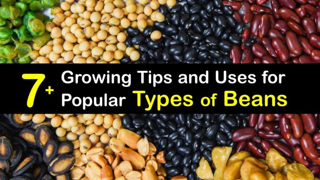 Bean Varieties - Choosing Different Bean Types - Tips Bulletin