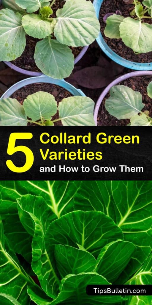 Gather some background information about Brassica oleracea var acephala, otherwise known as collard greens, and learn how biennial varieties like Georgie Southern and Vates require more spacing but deter pests like aphids and nourish our bodies with calcium. #types #collard #greens