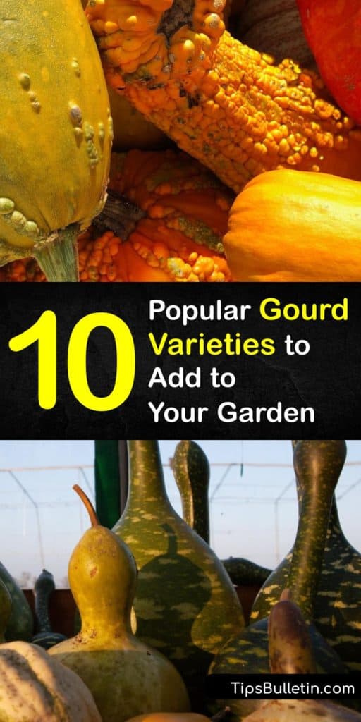 Become instantly amazed and the versatility of cucurbits like the luffa, Lagenaria siceraria, and dipper types of gourds. Discover how to grow Cucurbitaceae plants with a trellis and turn ornamental gourds into more than just birdhouses and bowls. #types #gourds #varieties