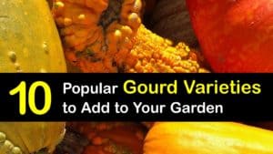 Types of Gourds titleimg1