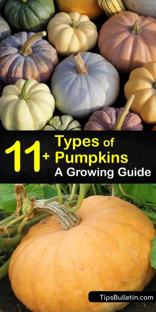 Learn about all the different types of pumpkins and how to grow your own at home. The most popular pumpkin varieties are deep orange, but there are many gourds with a unique appearance, like the Fairytale, Baby Boo, dark green, or white pumpkin. #pumpkin #types #varieties #growing