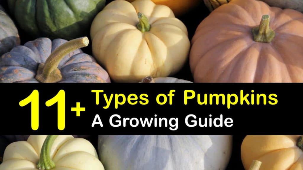 Types of Pumpkins titleimg1