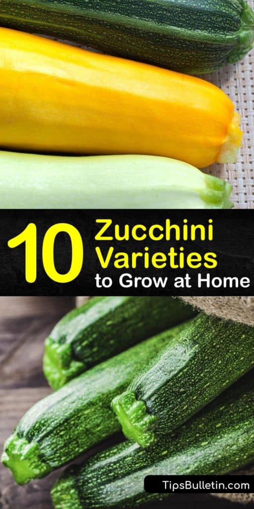 Expand your knowledge of Italian heirloom summer and winter squash types with this list of unique cultivars such as the Black Beauty, Crookneck, Acorn, and Round zucchinis. They have dark green, pale green, and light green skins that fill your plate with beautiful colors. #types #zucchini #varieties