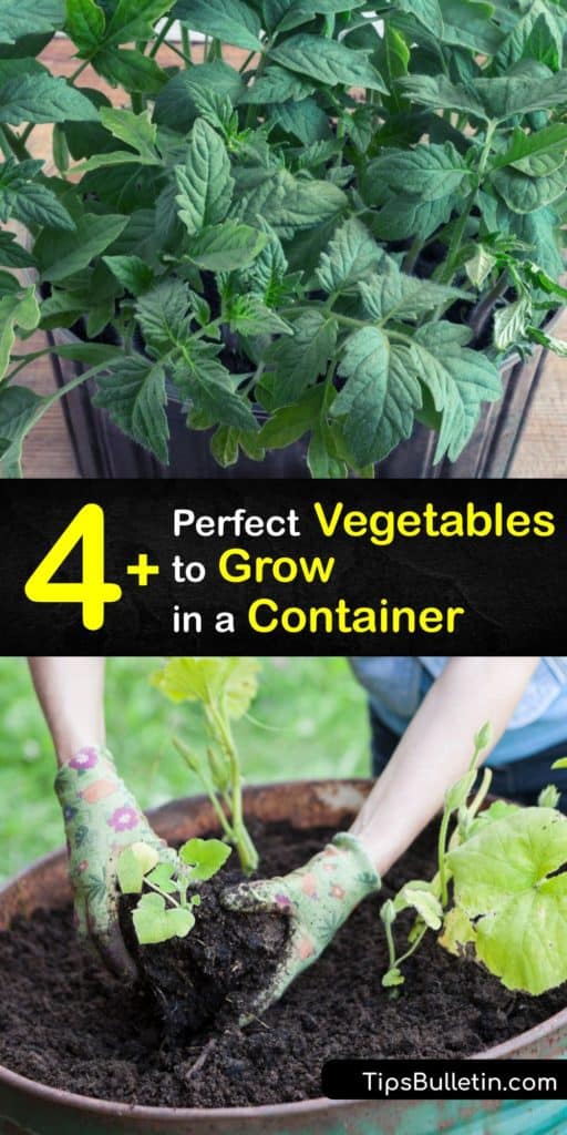 Discover the best veggies to grow in your container garden. From chives to cherry tomatoes, try growing a mini vegetable garden in pots with drainage holes on your patio. Trellis beans and peas, and use a large container for squash and cherry tomatoes. #container #growing #vegetables