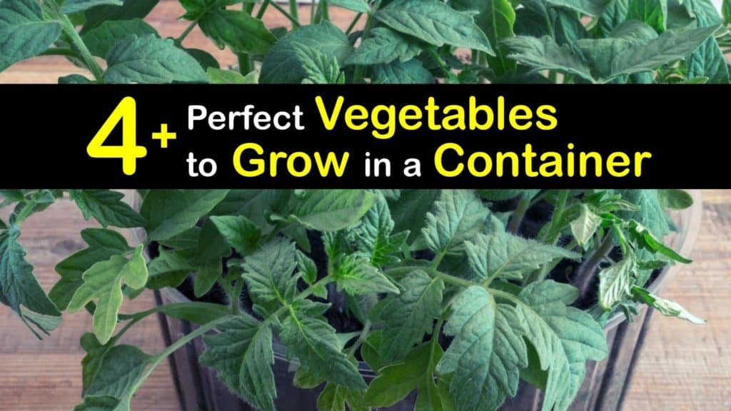 Vegetables to Grow in Containers titleimg1