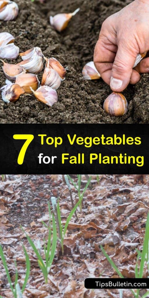 Extend the life of your vegetable garden by filling it with fall crops in the late summer and before the first frost. Some veggies, like asparagus and Brussels sprouts, are even able to withstand cool weather past the frost date for a spring or fall harvest. #vegetables #planting #fall