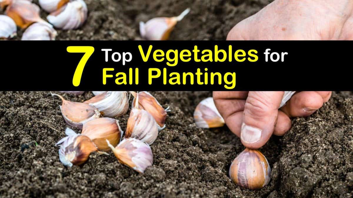 Vegetables to Plant in Fall What Veggies to Grow in Autumn
