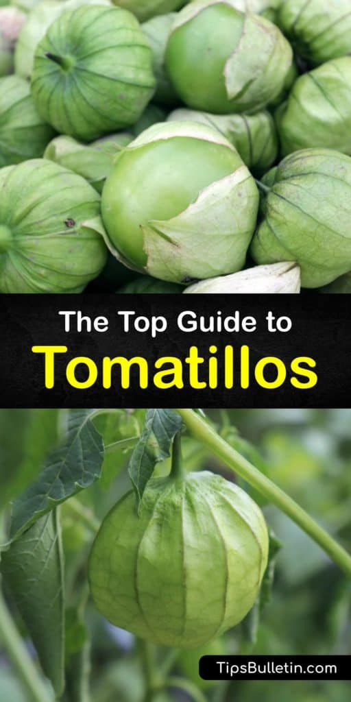 Educate yourself on tomatillos from Mexico, called the little tomato, and why they look like green tomatoes, about the papery husk, and other members of the nightshade family. Use fresh tomatillos for Spanish dishes to cook enchiladas, salsa verde, and more. #vegetable #tomatillo #plants