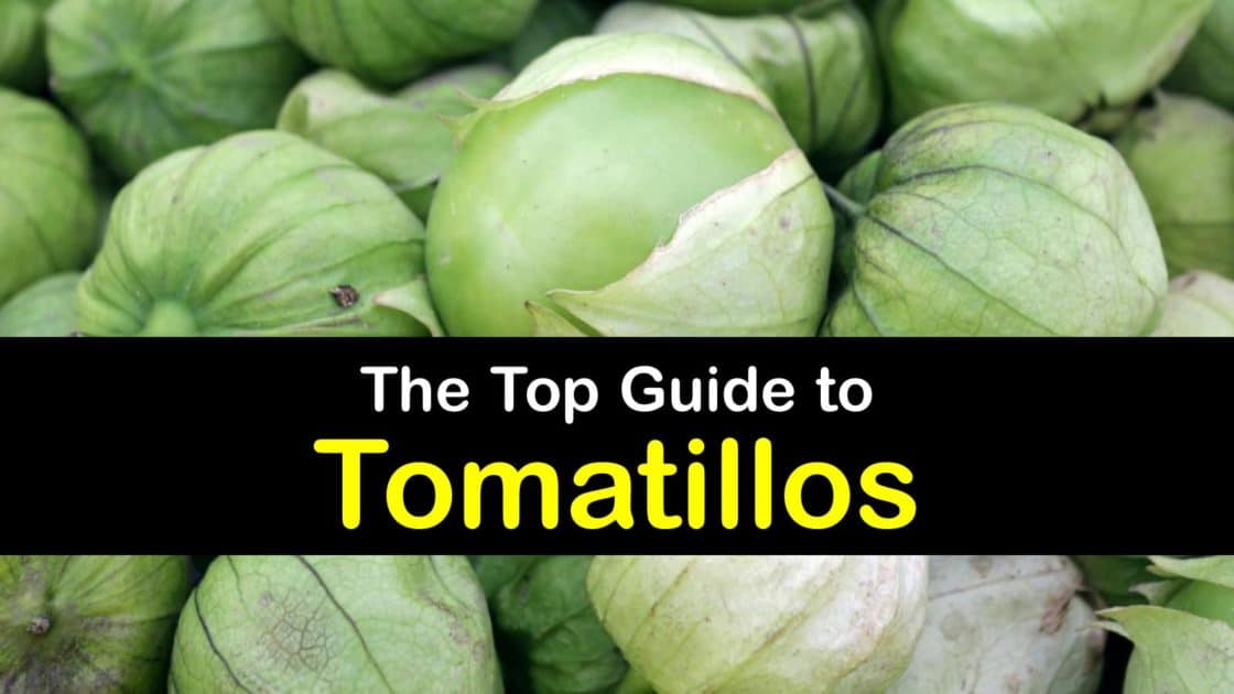 Tomatillo Plant Care Tips for Identifying Tomatillos