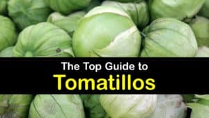 What is a Tomatillo titleimg1