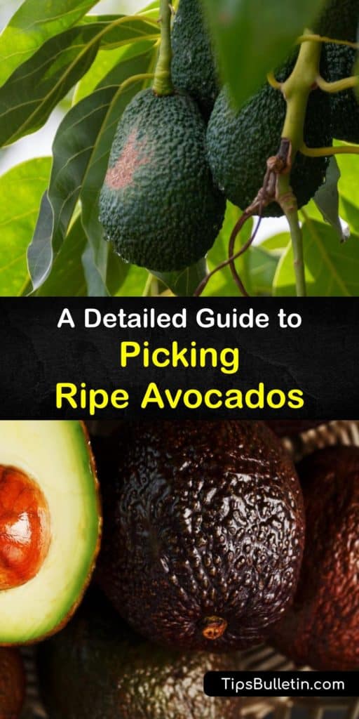 Find out all about harvesting avocados, how to check for ripeness, and the best storage methods. Put unripe avocados in a brown paper bag at room temperature with other ethylene-producing fruits to speed the ripening process. #avocado #harvesting #picking