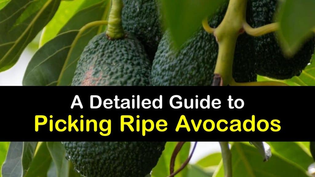 When to Pick Avocados titleimg1