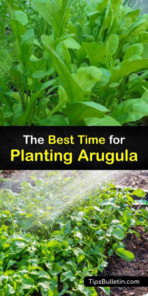 Gather your favorite cool-season salad greens after learning how to plant Astro arugula seeds in the early spring and grow arugula leaves for the entire growing season. Find the precise timeline to grow arugula plants in your area this spring. #planting #time #arugula