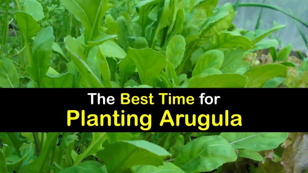 When to Plant Arugula titleimg1
