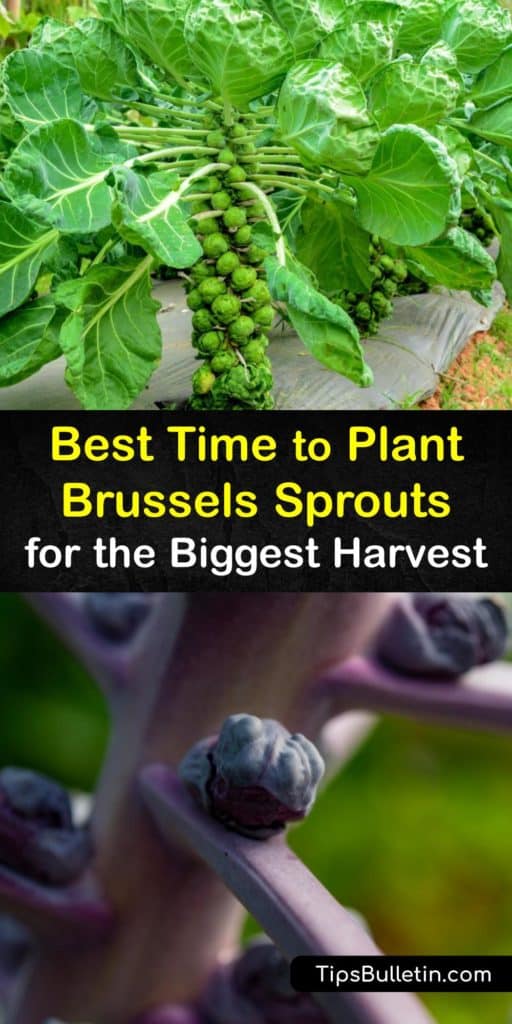 Embrace the Brussels sprouts or Brassica oleracea and learn the timing for transplanting these cool weather crops. Use our tips on spacing, mulch, and avoiding problems with cabbage worms, cabbage loopers, and clubroot for a smooth growing season. #when #plant #brusselssprouts