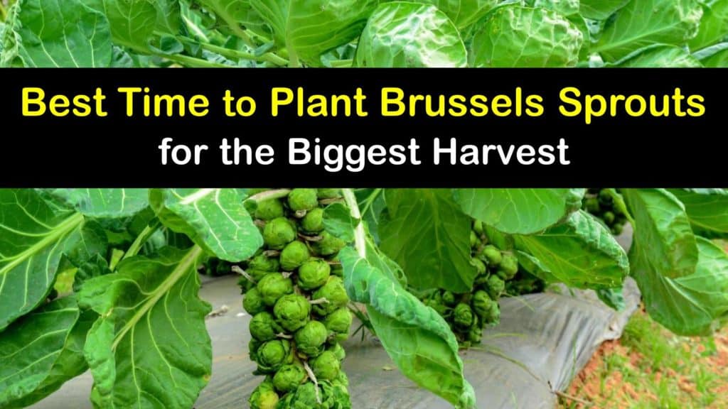 When to Plant Brussels Sprouts titleimg1