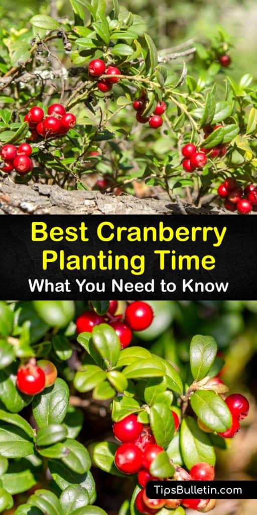 Use this short guide about growing cranberry plants from Canada or Massachusetts and turn them into a tasty cranberry sauce. The soil acidity, peat moss, mulch, and organic matter in the soil are keys to keeping these plants healthy enough to prune their red berries. #time #planting #cranberries