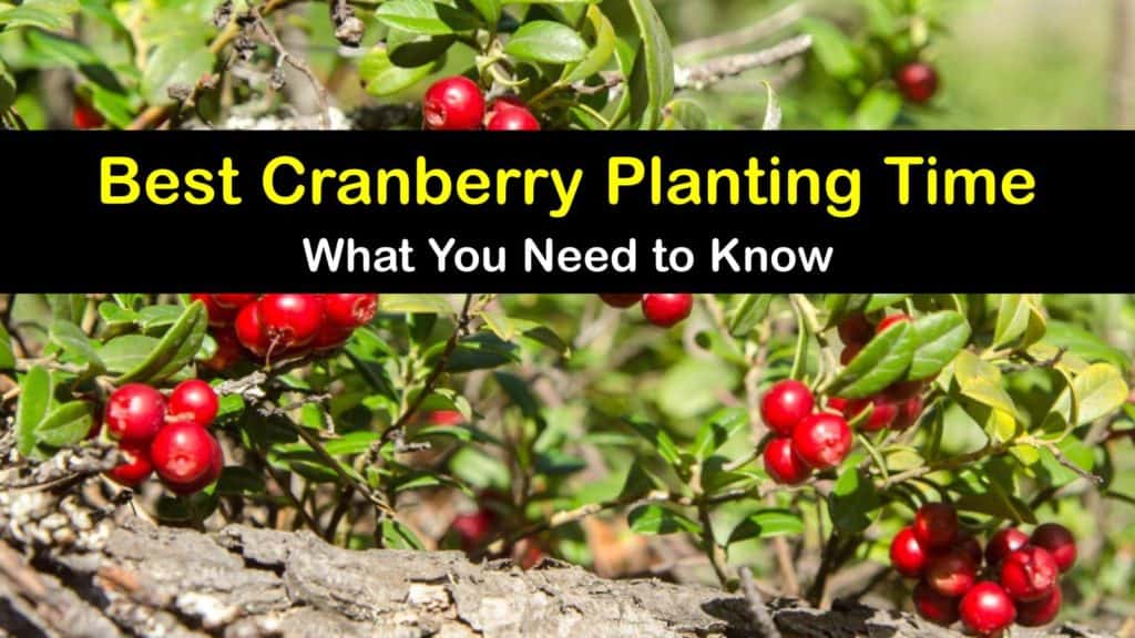 When to Plant Cranberries titleimg1