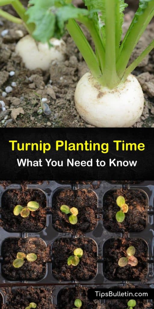 Find out when to plant turnips to enjoy turnip greens and roots throughout the growing season. This biennial prefers full sun and cool weather. Discover the best turnip planting time and how to protect your plants from pests like aphids and flea beetles. #turnips #planting #time