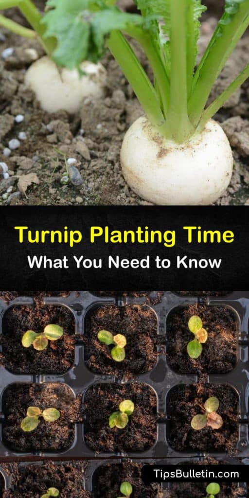 Find out when to plant turnips to enjoy turnip greens and roots throughout the growing season. This biennial prefers full sun and cool weather. Discover the best turnip planting time and how to protect your plants from pests like aphids and flea beetles. #turnips #planting #time