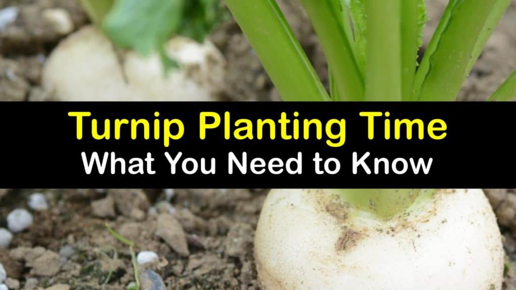 When to Plant Turnips titleimg1