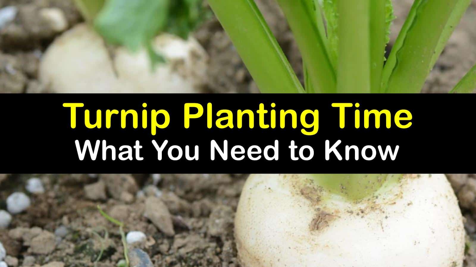 Turnip Growing Best Time to Plant Turnips