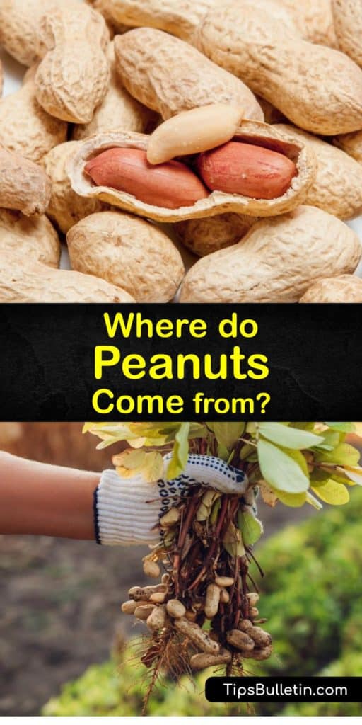 Discover the origins of where peanuts grow in South America and why we no longer attribute their popularity to George Washington Carver. These nitrogen-fixing groundnuts originate from Peru and Brazil, and are popular to grow in places like Georgia and Virginia. #origin #peanuts #growing