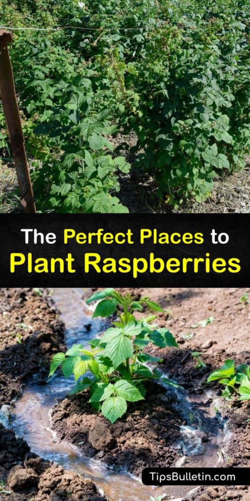 Start your everbearing or summer-bearing black raspberries in the right location so that they start fruiting after the first year. We walk you through bare-root and early spring planting, full sun requirements, and the right trellis to get you off on the right foot. #where #planting #raspberries