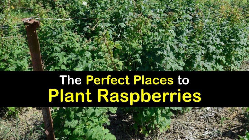 Where to Plant Raspberries titleimg1