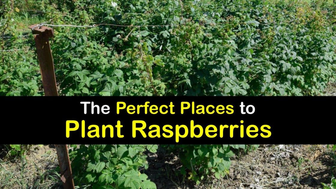 Planting Raspberries Ideal Spots to Grow Raspberry Plants