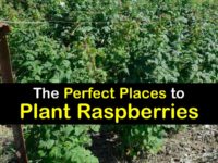 Where to Plant Raspberries titleimg1